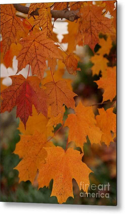 Autumn Metal Print featuring the photograph Every Leaf Speaks Bliss To Me by Linda Shafer