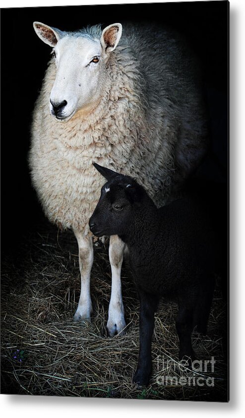 Cute Metal Print featuring the photograph Ewe with Newborn Lamb by Stephanie Frey