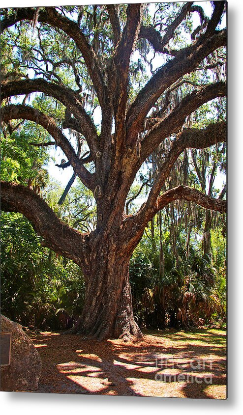 Fairchild Oak Metal Print featuring the photograph Fairchild Oak by Nancy L Marshall