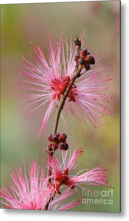 Fairy Duster Metal Print featuring the photograph Fairy Duster by Tamara Becker