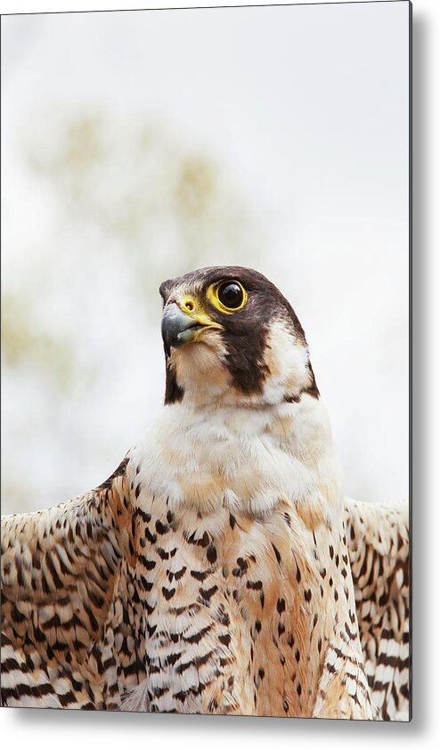 Alertness Metal Print featuring the photograph Falcon On The Look For Prey by Richard Wear / Design Pics