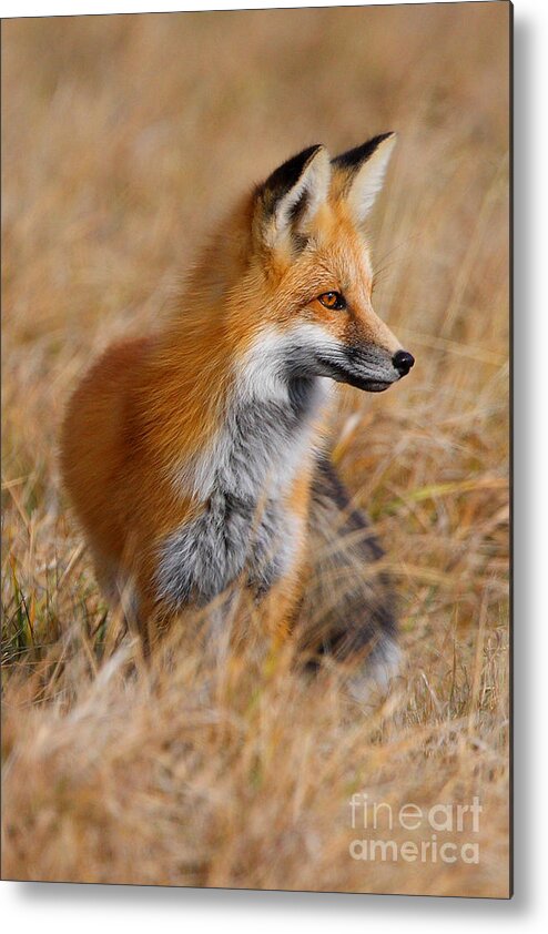 Red Metal Print featuring the photograph Fall Fox by Bill Singleton