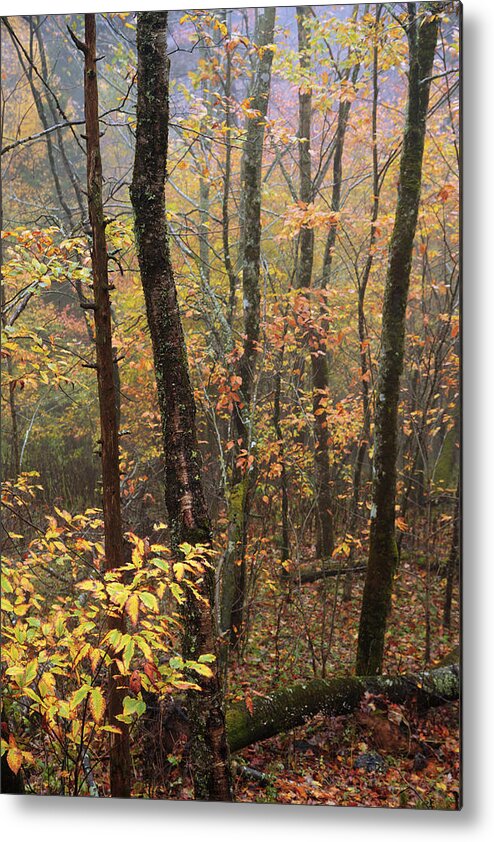 Great Smoky Mountains Metal Print featuring the photograph Fall Mist by Chad Dutson