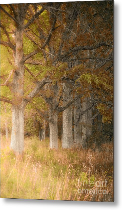 Fall Autumn Colors Metal Print featuring the photograph Fall Tree Colors The Pines by Peggy Franz