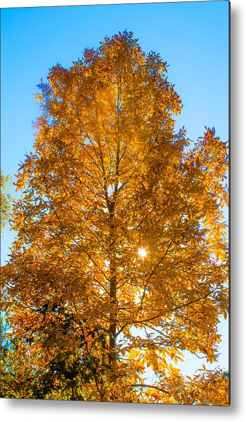 Fall Metal Print featuring the photograph Fall Tree by Parker Cunningham