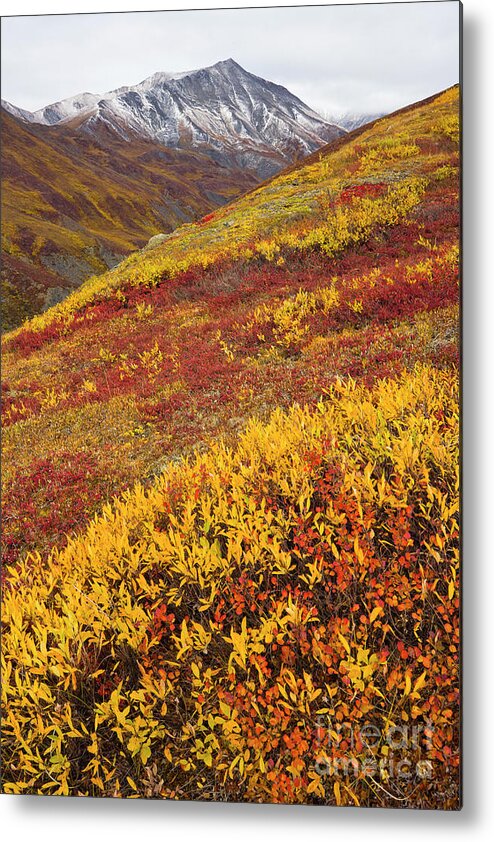 00345445 Metal Print featuring the photograph Fall Tundra And First Snow by Yva Momatiuk John Eastcott