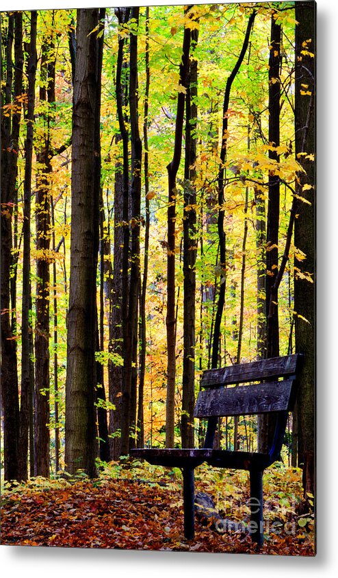 Leaves Metal Print featuring the photograph Fall Woods in Michigan by Michael Arend