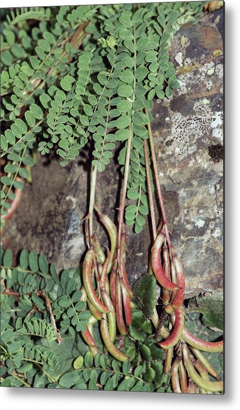 False Vetch Metal Print featuring the photograph False Vetch (astragalus Monspessulanus) by Brian Gadsby/science Photo Library