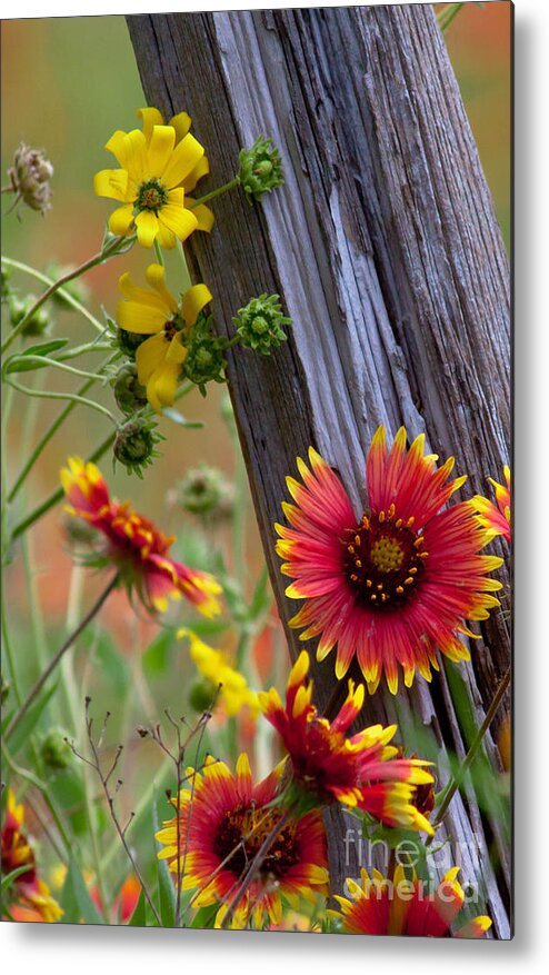 Plants Metal Print featuring the photograph Fenceline Wildflowers by Robert Frederick