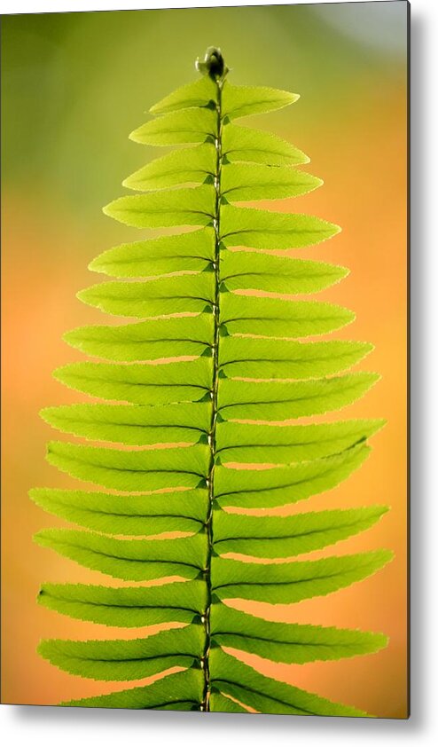 Fern Metal Print featuring the photograph Fern 1 by Kelly Nowak