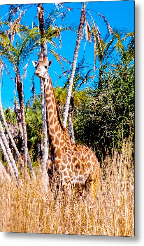 Giraffe Metal Print featuring the photograph Find the Giraffe by Greg Fortier