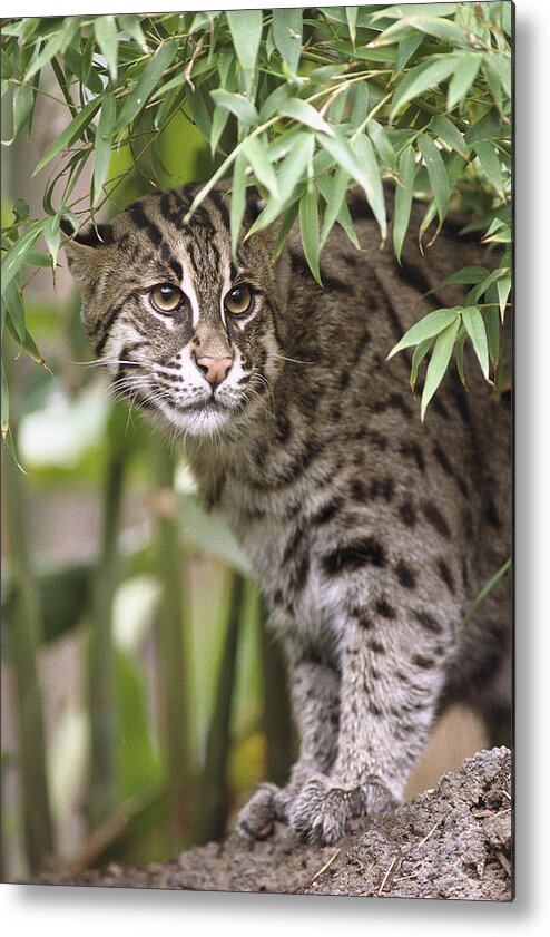 Feb0514 Metal Print featuring the photograph Fishing Cat Portrait by San Diego Zoo