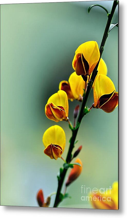 Photography Metal Print featuring the photograph Flame Pea by Kaye Menner