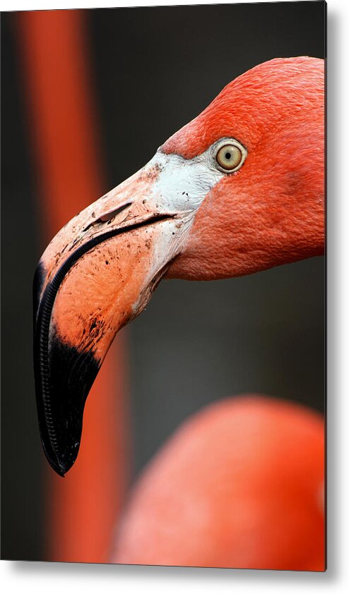 Flamingo Metal Print featuring the photograph Flamingo Portrait by Theo OConnor