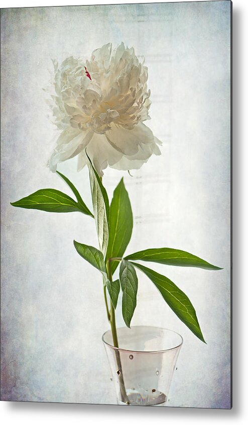  Peony Metal Print featuring the photograph Floral Conversation by Maggie Terlecki