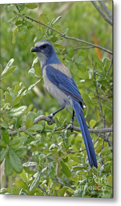 Florida Metal Print featuring the photograph Florida Scrub Jay by Ules Barnwell