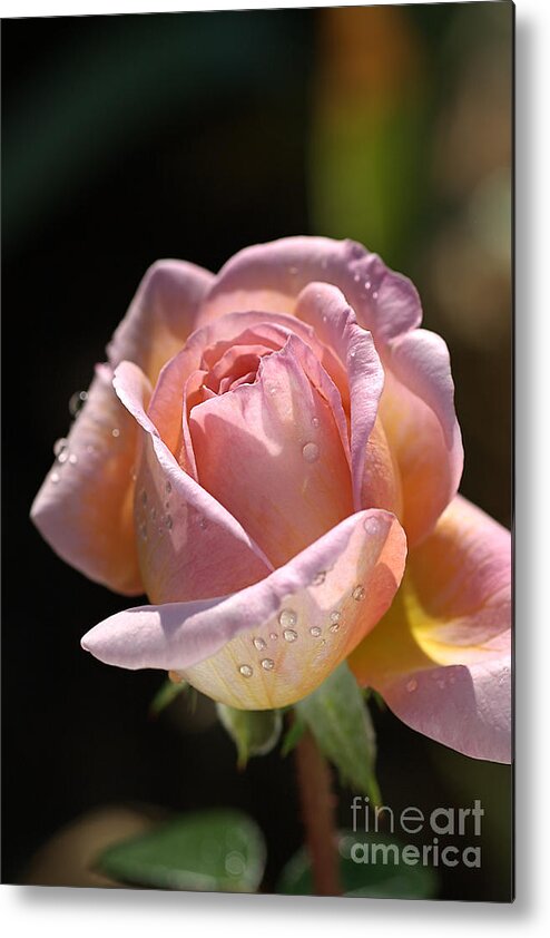 Abraham Darby Rose Flower Metal Print featuring the photograph Flower-pink And Yellow Rose-bud by Joy Watson