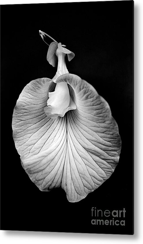 Flower Metal Print featuring the photograph Flower_1 by Russell Brown