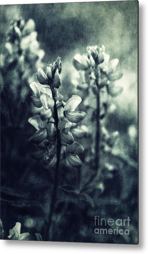 Monochromatic Metal Print featuring the photograph Arctic Lupines by Priska Wettstein