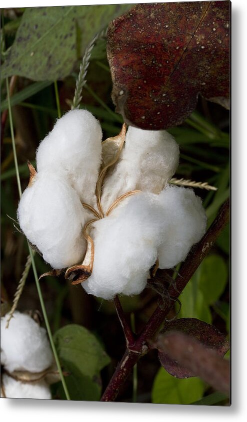 Gossypium Metal Print featuring the photograph Fluffy White Cotton Boll by Kathy Clark