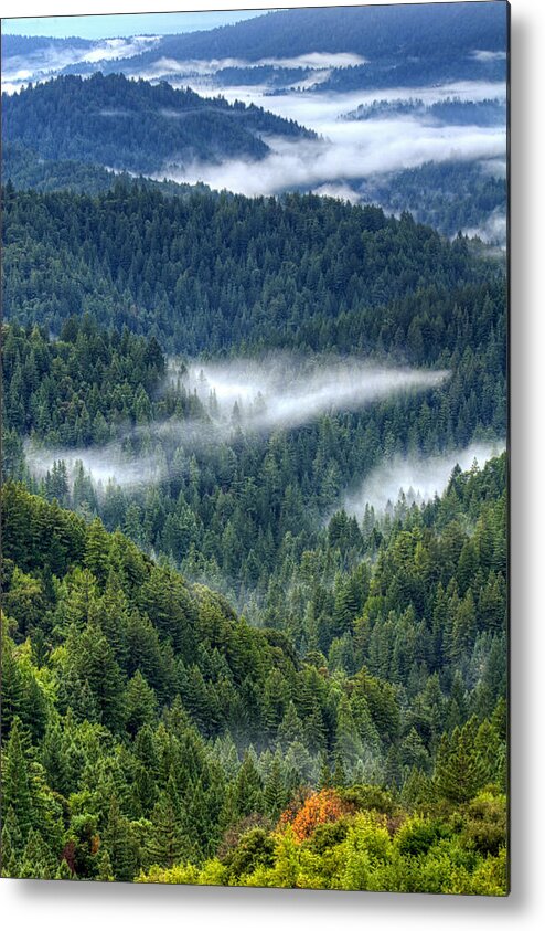 Santa Cruz Mountains Metal Print featuring the photograph Fog in the Santa Cruz Mountains by Lisa Chorny