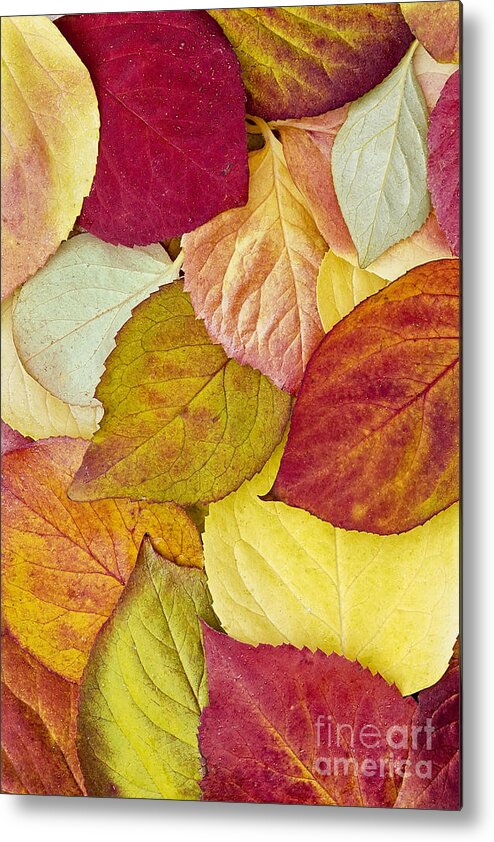 Fall Metal Print featuring the photograph Foliage Quilt by Alan L Graham