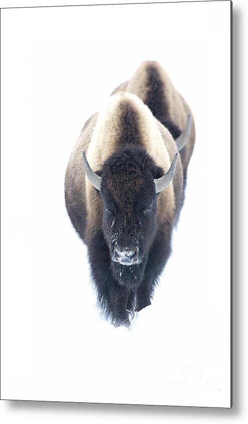 Bison Metal Print featuring the photograph Follow the Line by Deby Dixon