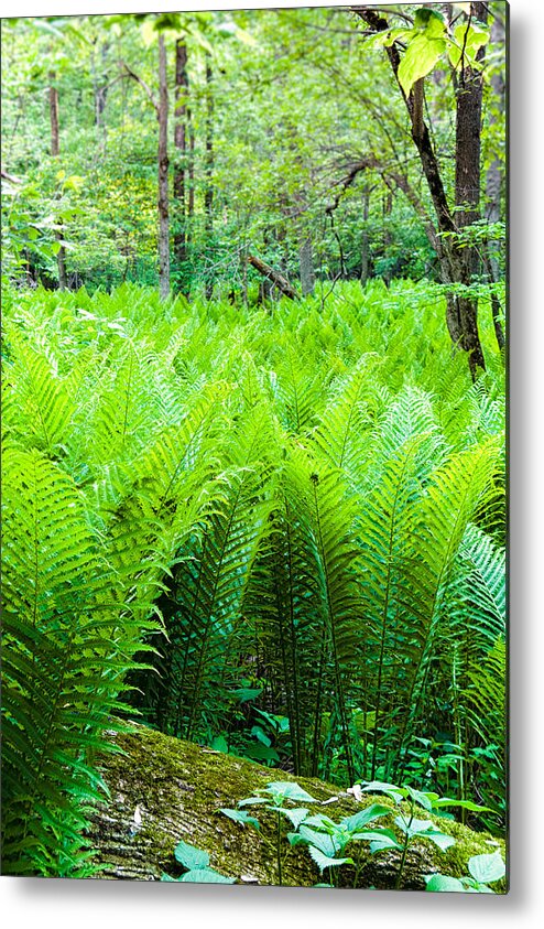 Michigan Metal Print featuring the photograph Forest Ferns  by Lars Lentz