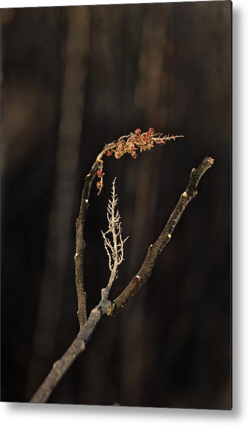 Staghorn Sumac Metal Print featuring the photograph Forest Song by Sue Capuano