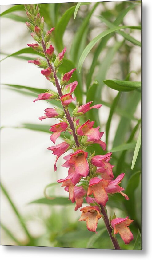 May Metal Print featuring the photograph Foxglove (digitalis 'illumination Flame') In Flower by Maria Mosolova/science Photo Library