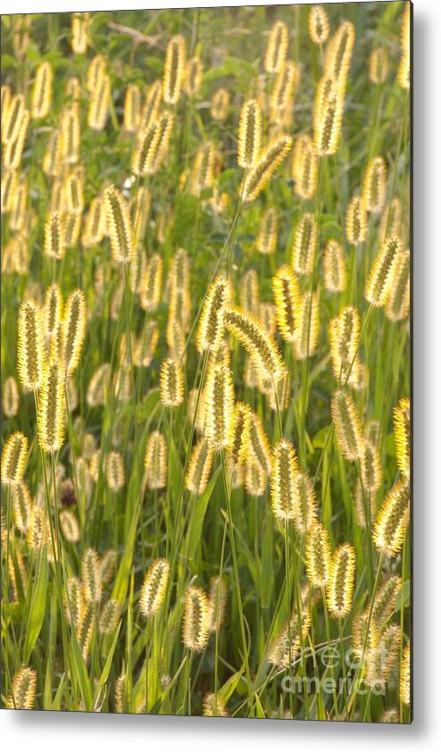 Foxtail Metal Print featuring the photograph Foxtails in the Sun by John Harmon