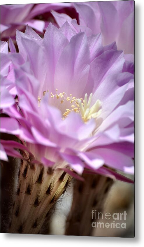 Cactus Flowers Metal Print featuring the photograph Fragile Beauty by Deb Halloran