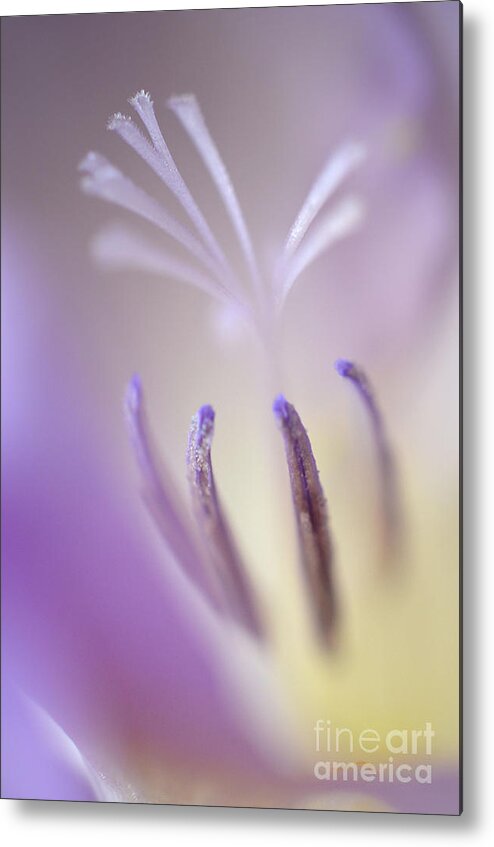 Freesia Metal Print featuring the photograph Fragrant Freesia by Deb Halloran