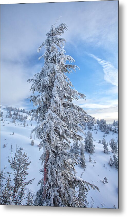 Winter Metal Print featuring the photograph Fresh Frost by Darren White