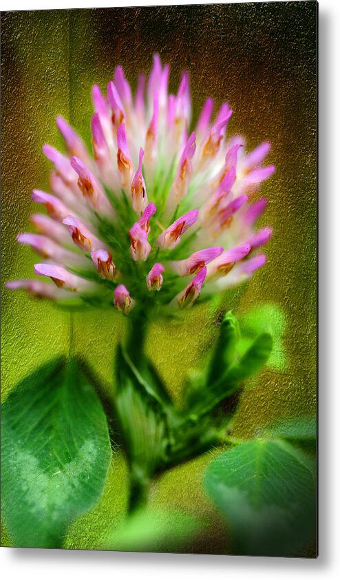 Pink Clover Metal Print featuring the photograph Fresh Pink Clover by Michael Eingle