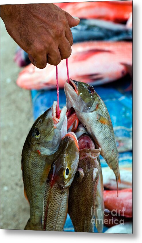 Seychelles Metal Print featuring the photograph Freshly Caught Fish by Tim Holt