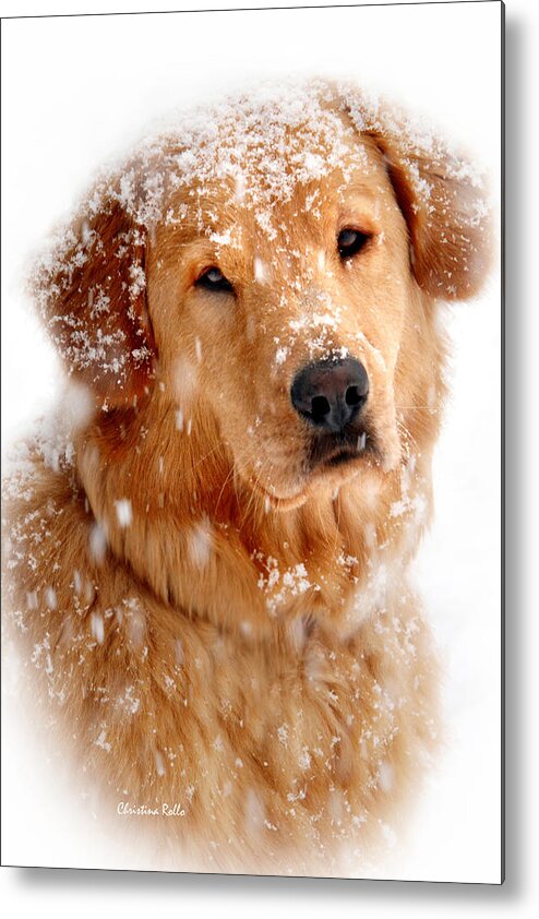 Golden Retriever Metal Print featuring the photograph Frosty Mug by Christina Rollo