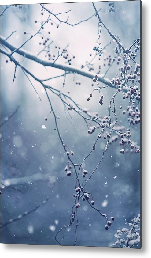 Snow Metal Print featuring the photograph Frozen In Time by Carrie Ann Grippo-Pike