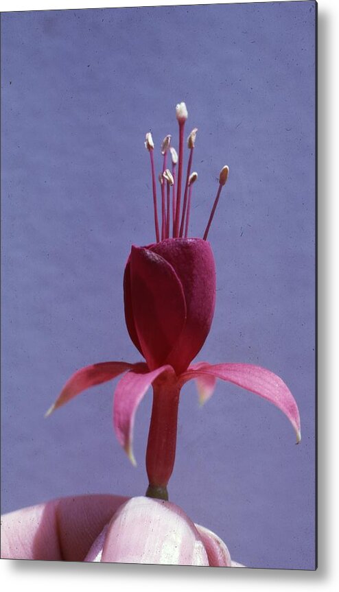 Retro Images Archive Metal Print featuring the photograph Fuchsia by Retro Images Archive