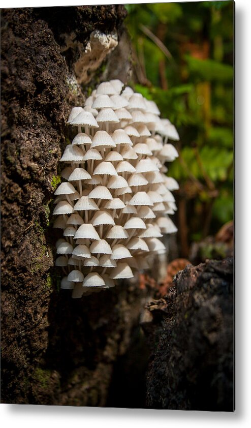 Mushroom Metal Print featuring the photograph Fungal Gathering by W Chris Fooshee