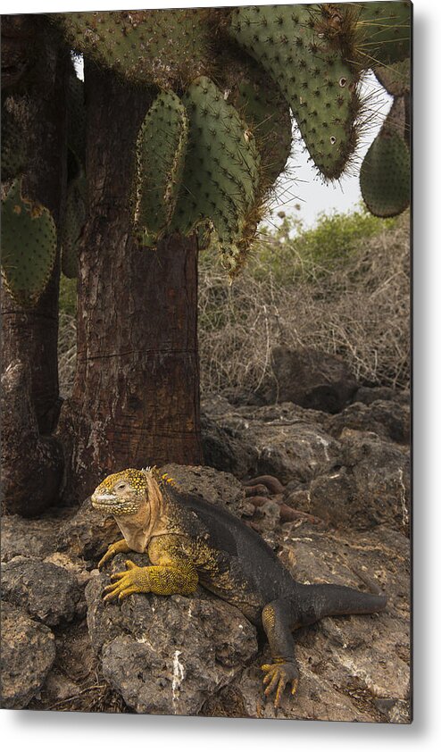 Pete Oxford Metal Print featuring the photograph Galapagos Land Iguana South Plaza by Pete Oxford