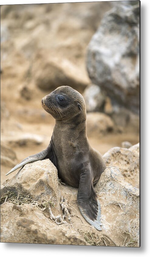 Tui De Roy Metal Print featuring the photograph Galapagos Sea Lion Pup Champion Islet by Tui De Roy