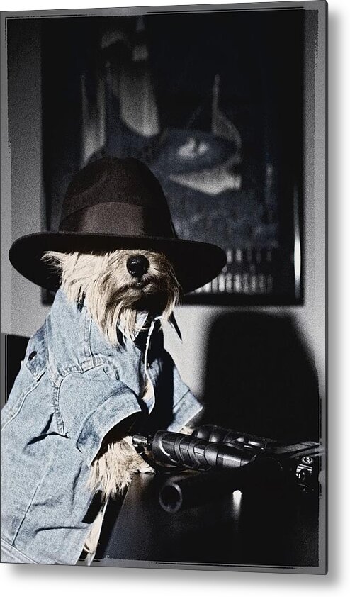 Norwich Terrier Metal Print featuring the photograph Gangster Dog by Susan Stone