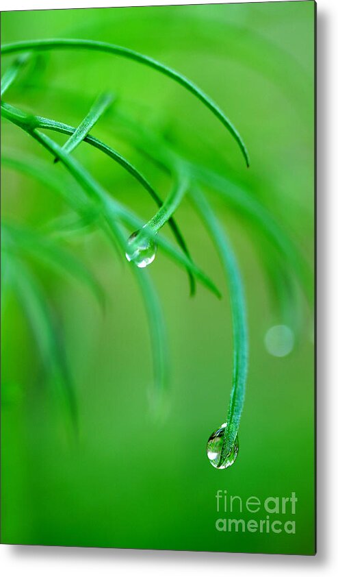 Dew Drops Metal Print featuring the photograph Garden Gifts by Michael Eingle