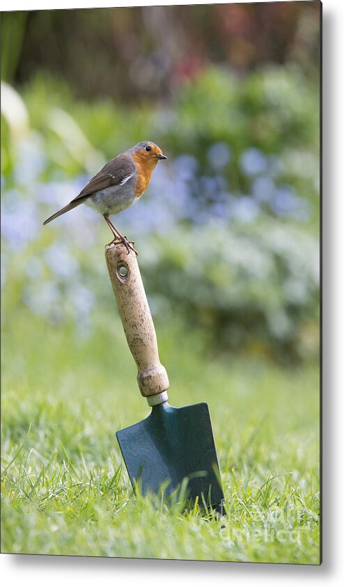 Robin Metal Print featuring the photograph Gardeners Friend by Tim Gainey