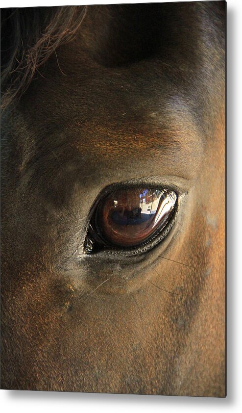 Horse Metal Print featuring the photograph Gateway to a horses soul by Shoal Hollingsworth