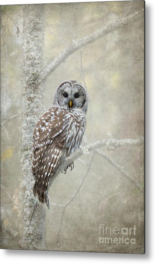 Bird Of Prey Metal Print featuring the photograph Guardian of the Woods by Beve Brown-Clark Photography