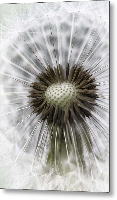 Dandelion Metal Print featuring the photograph Genetically Identical by Russell Styles