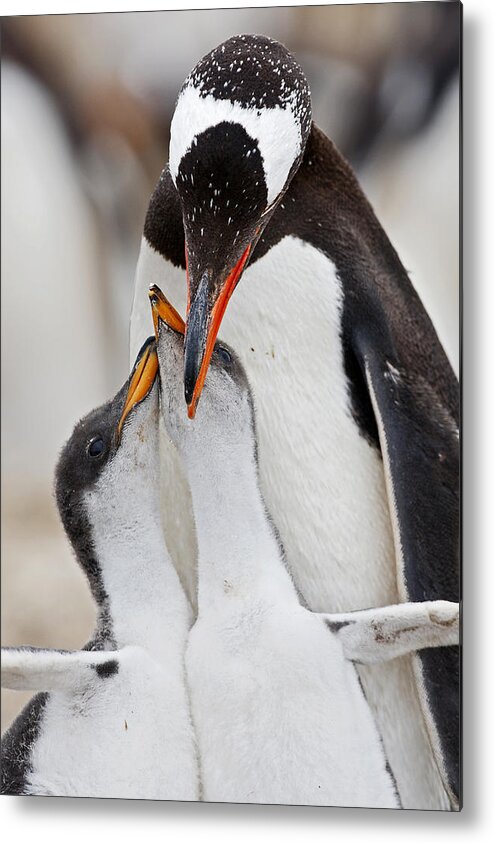 533768 Metal Print featuring the photograph Gentoo Penguin With Begging Twins by Heike Odermatt