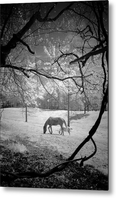 Horse Metal Print featuring the photograph Georgia Horses by Bradley R Youngberg
